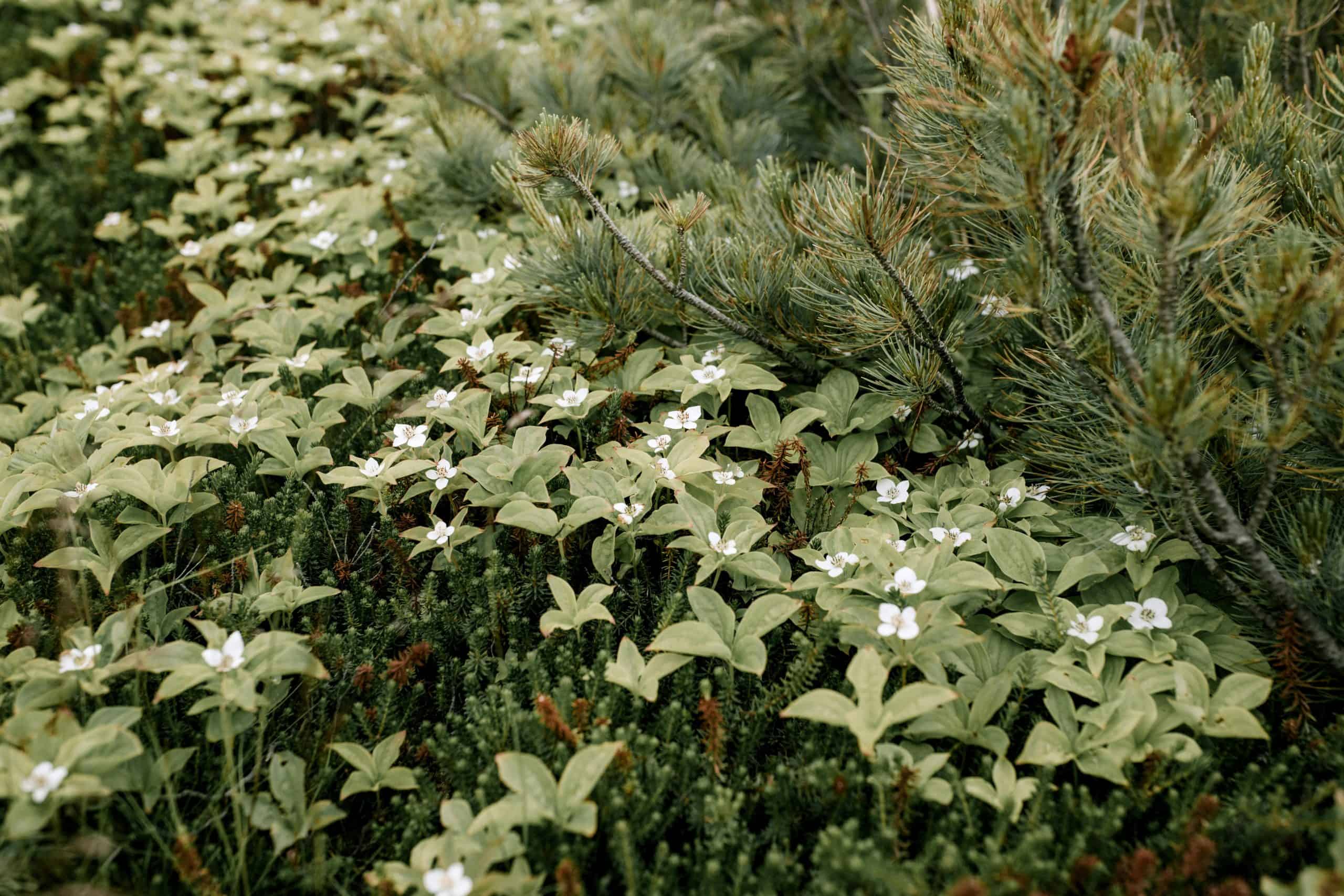 Native shrubs like bunchberry plants covering the forest floor beneath tall pine trees, creating a serene green landscape. Photo by Julia Volk via Pexels.