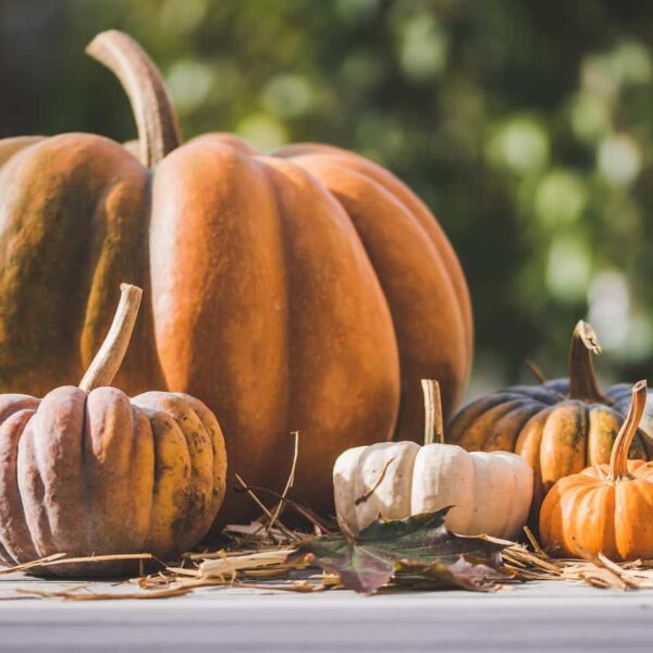 This photograph features pumpkins outdoors. Be sure to take Halloween decor safety into account when decorating.