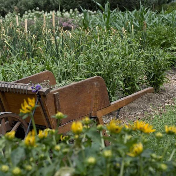 garden netting, garden, wheelbarrow, nature, gardening, home garden, flower garden, vegetable garden