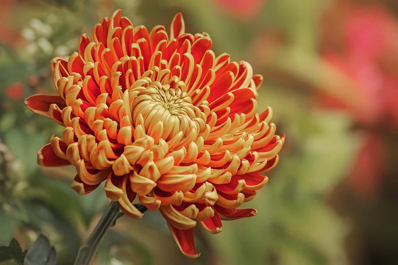 flower, mum, garden, blossom, beautiful flowers, flower wallpaper, petals, flower background, nature