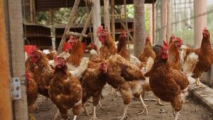 chicken coops