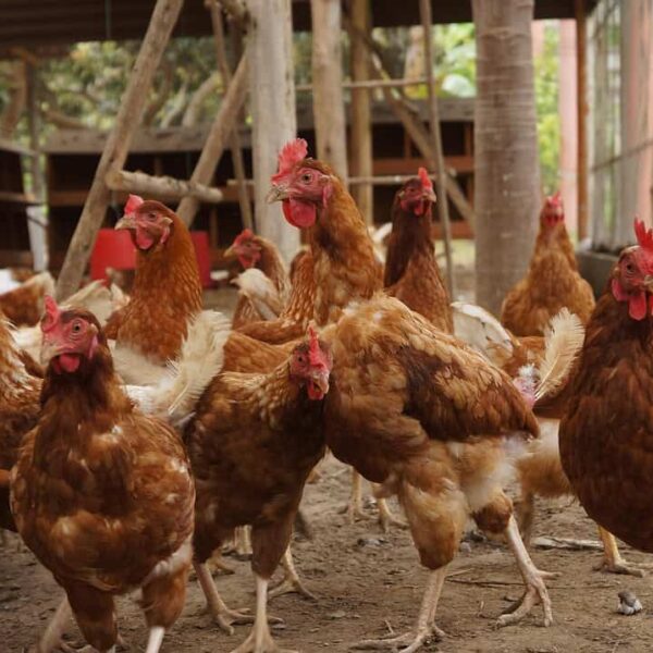 chicken coops