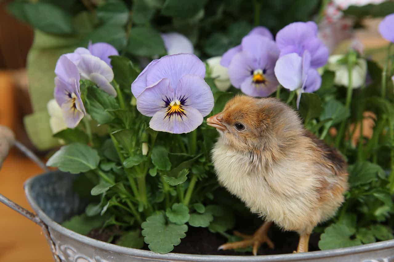 chicks, chicken, poultry, nestling, pansy, blue