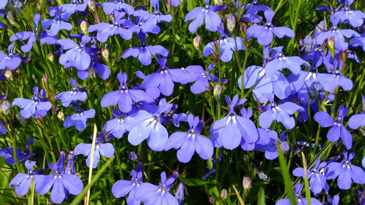 lobelia, flowers, summer, garden, nature, meadow, flora, bloom, purple, flower, lobelia, lobelia, lobelia, lobelia, lobelia
