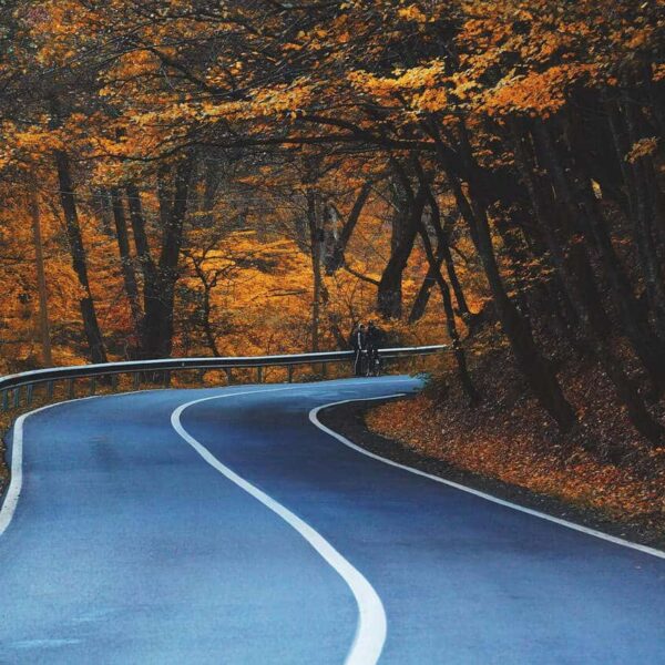 road, curve, trees, highway, leaves, avenue, lane, pavement, autumn, foliage, natural, forest, autumn leaves, autumn foliage, autumn colors, fall leaves, fall foliage, fall colors, nature, road, road, road, road, road, highway, highway, autumn, fall road trip, west coast