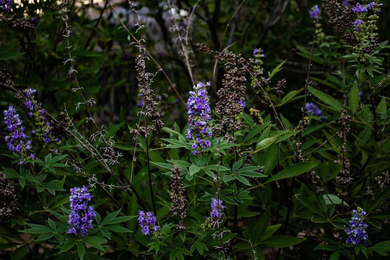 texas lilac, vitex, purple flowers, garden, flowers, flower wallpaper, flower background, beautiful flowers, nature, flora, botany