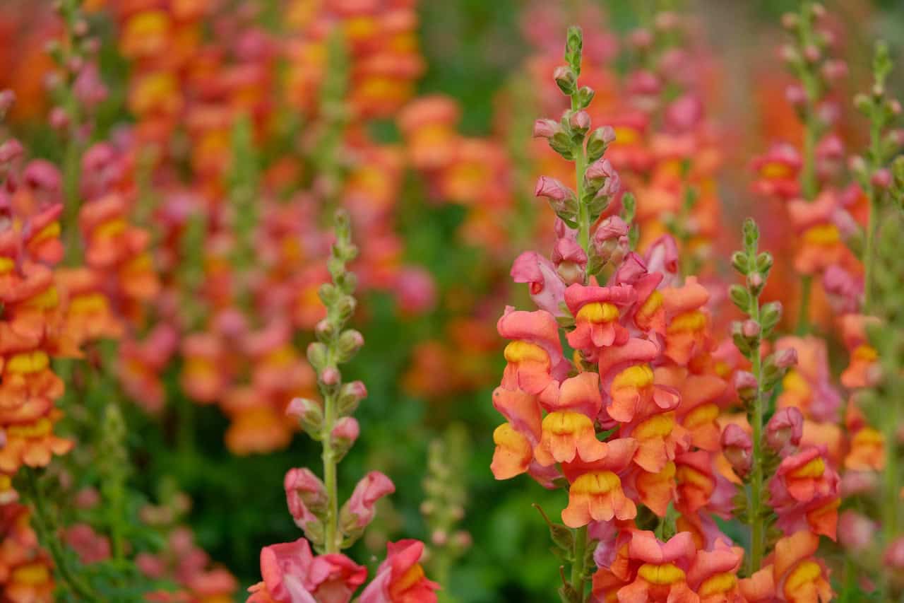 snapdragon, antirrhinum, flower, plant, petals, bloom, field, garden, background, nature