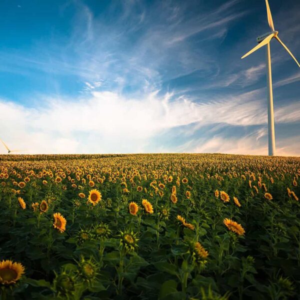 sunflowers, windmill, field, farm, sunflower farm, flower wallpaper, wind turbine, agriculture, sunflower field, wind energy, renewable energy, wind power, clouds, beautiful flowers, flora, flowers, idyllic, nature, flower background, peaceful, plants, rural, sky