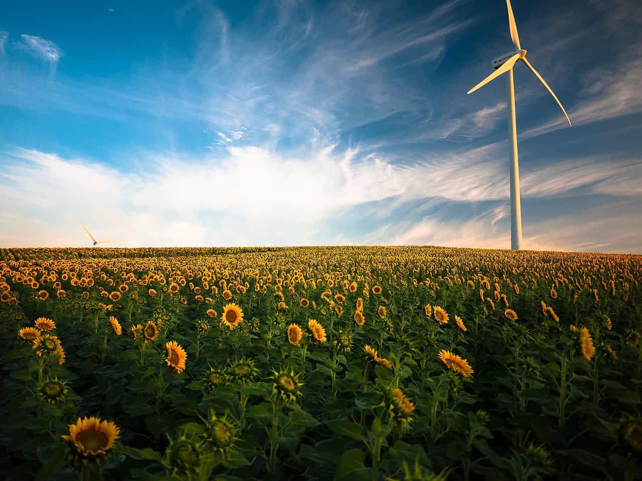 sunflowers, windmill, field, farm, sunflower farm, flower wallpaper, wind turbine, agriculture, sunflower field, wind energy, renewable energy, wind power, clouds, beautiful flowers, flora, flowers, idyllic, nature, flower background, peaceful, plants, rural, sky