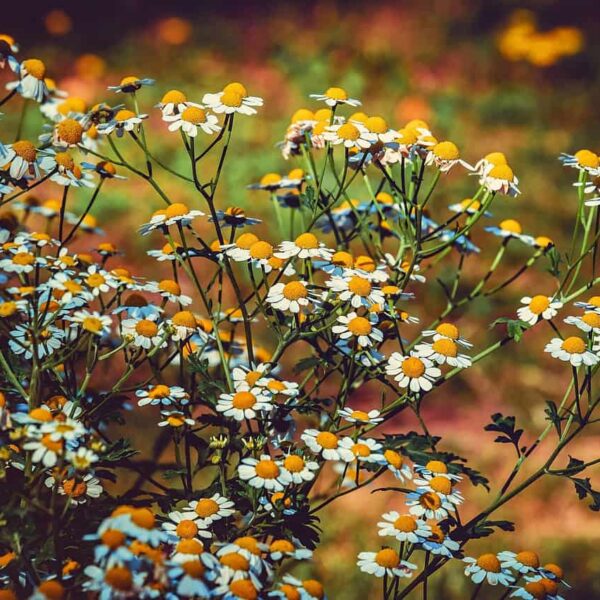 motherwort, blossom, bloom, white, nature, yellow, tanacetum parthenium, chrysanthemum parthenium, herbaceous, plant, herb, medicinal herb, medicinal plant, flora