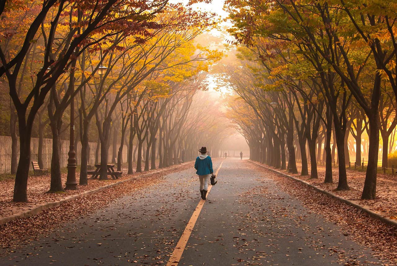 road, pavement, woman, trees, walk, girl, fog, walking, nature, roadway, avenue, mist, leaves, foliage, autumn, fall, park