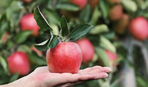 pick the best apples, apple, red, hand, apple plantation, yummy, fruit, vitamins, fresh, nature, healthy, ripe, pome fruit family, orchards, trees, fruit trees, fall, harvest, harvested, give, proffering, to hand over, apple harvest, present, keep, show, offer, apple, apple, apple, apple, apple