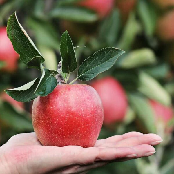 pick the best apples, apple, red, hand, apple plantation, yummy, fruit, vitamins, fresh, nature, healthy, ripe, pome fruit family, orchards, trees, fruit trees, fall, harvest, harvested, give, proffering, to hand over, apple harvest, present, keep, show, offer, apple, apple, apple, apple, apple