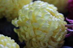 chrysanthemum, fall flower, mum, yellow daisy, white chrysanthemum, autumn chrysanthemum