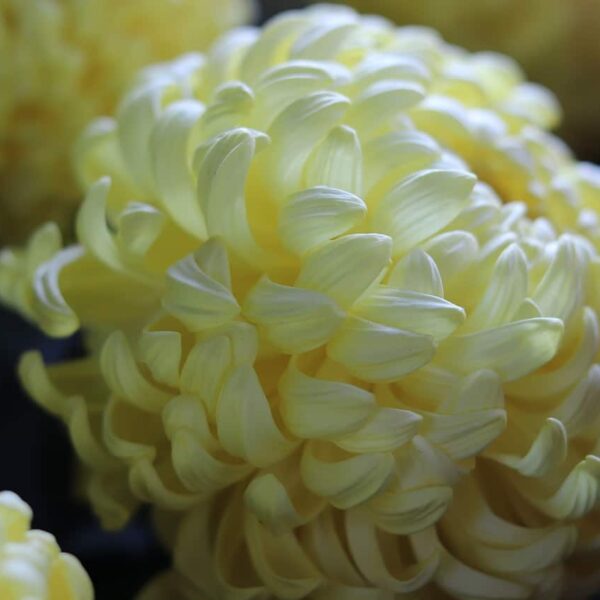 chrysanthemum, fall flower, mum, yellow daisy, white chrysanthemum, autumn chrysanthemum