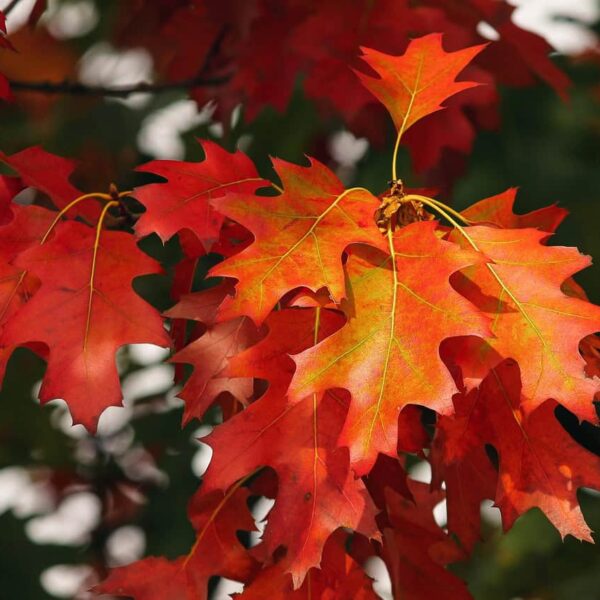 fall festivals