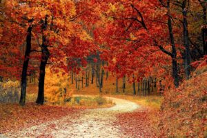 road, forest, fall, path, trail, trees, woods, foliage, leaves, autumn, season, seasonal, natural, landscape, scenic, nature, nature wallpaper, forest, fall, autumn, nature, nature, nature, nature, nature, fall foliage forecast