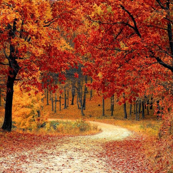 road, forest, fall, path, trail, trees, woods, foliage, leaves, autumn, season, seasonal, natural, landscape, scenic, nature, nature wallpaper, forest, fall, autumn, nature, nature, nature, nature, nature, fall foliage forecast