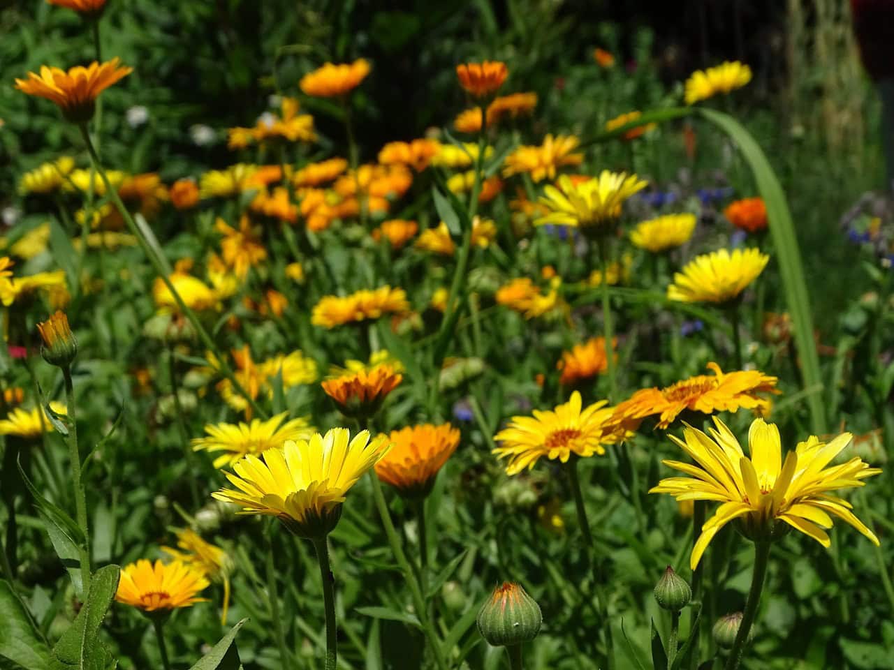 marigolds, calendula, garden marigold, calendula officinalis, medicinal plant, summer flower, orange