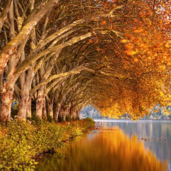 fall colors, fall, lake, plane trees, nature, landscape, water, mood, scenic, reflection, romantic, quiet, waters, the atmosphere, ruhr area, baldeneysee, fall, fall, fall, fall, fall, lake