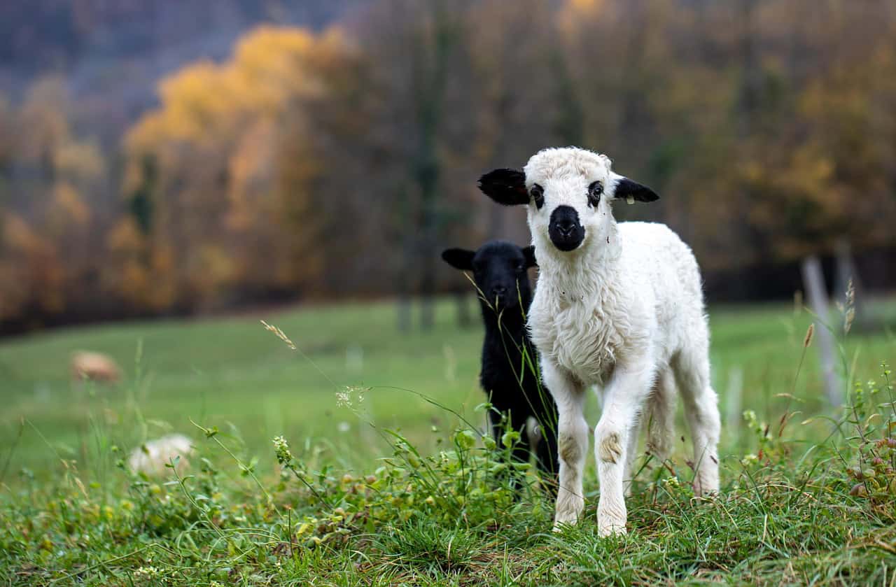 lamb, sheep, animals, mammals, livestock, pasture, field, nature, lamb, lamb, sheep, sheep, sheep, sheep, sheep, daily devotion