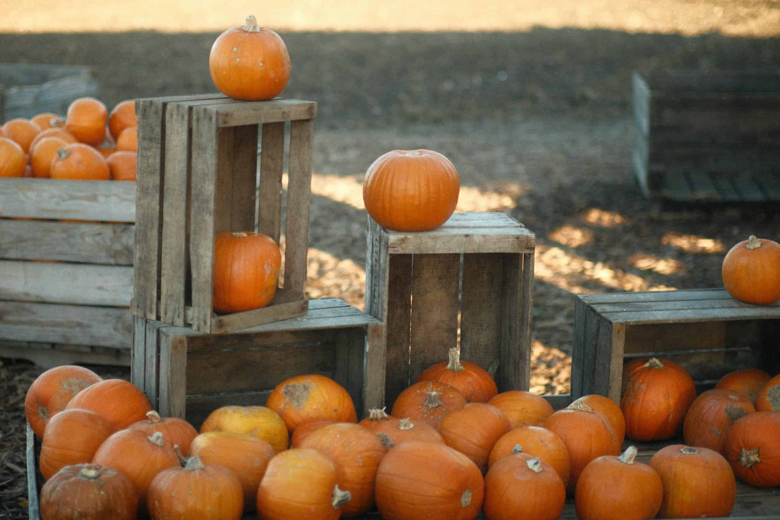 A rustic arrangement of vibrant orange pumpkins in wooden crates, perfect for fall harvest themes.