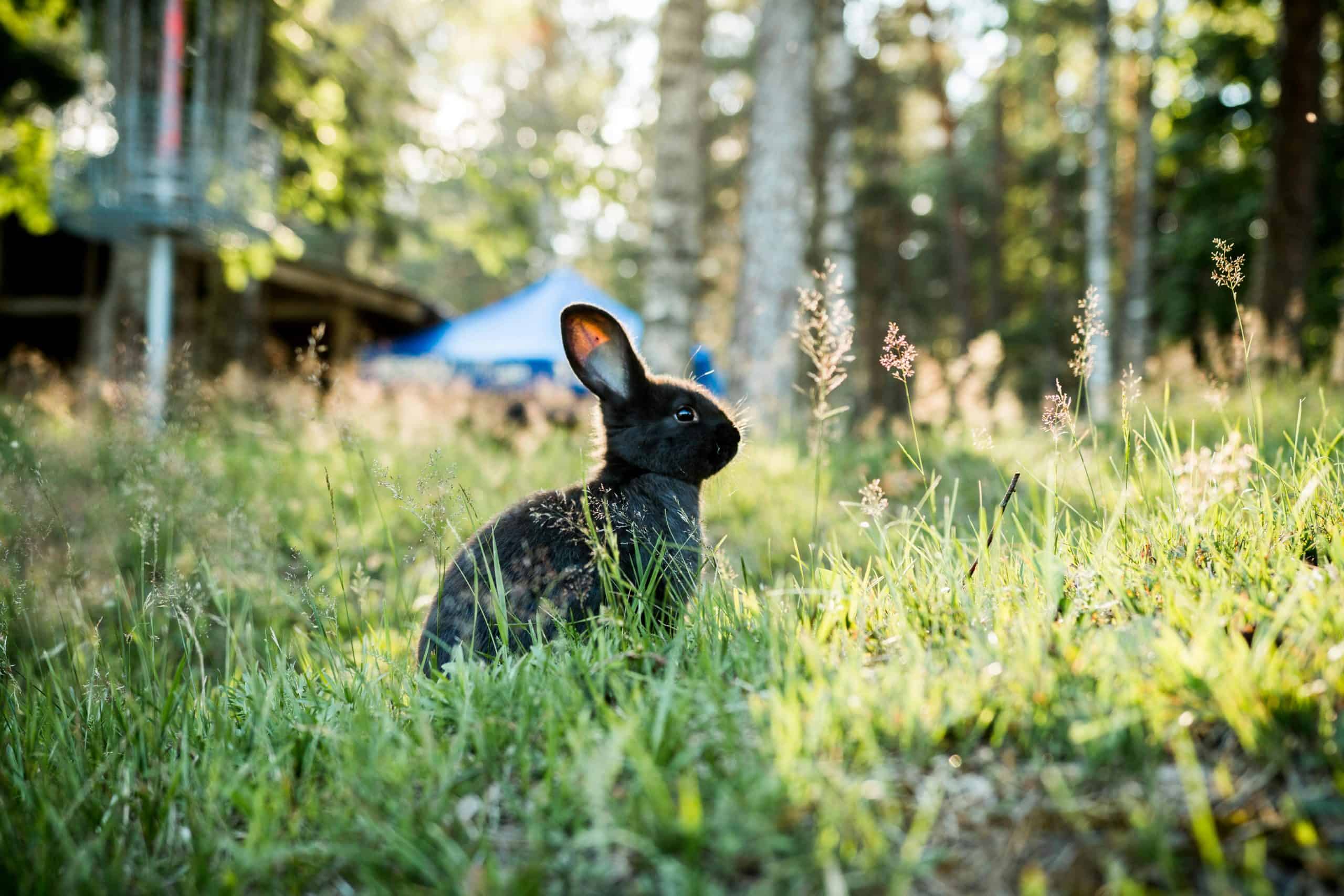 A black rabbit sits calmly in a sunlit meadow, surrounded by lush greenery.
