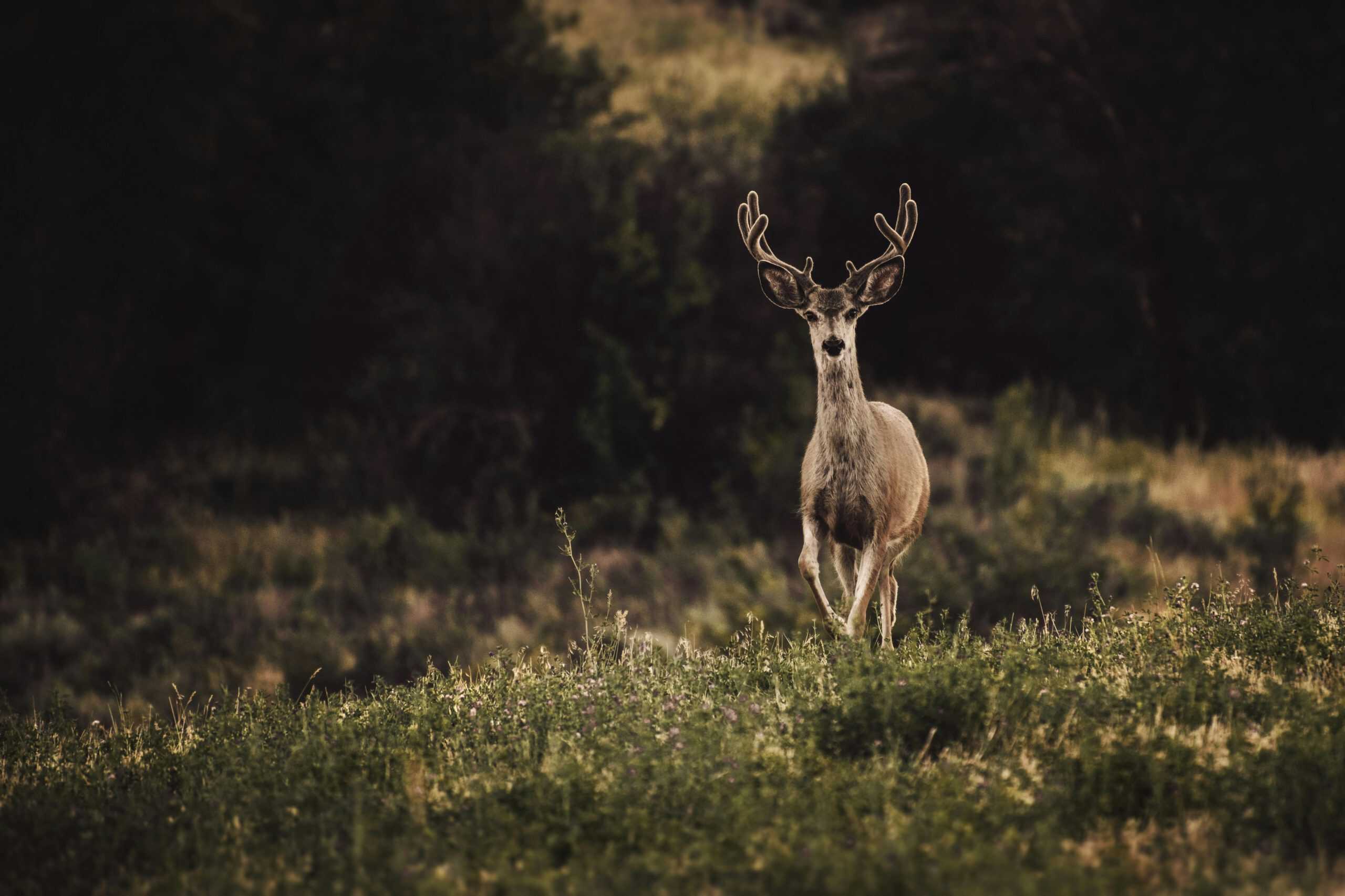 A deer with antlers stands gracefully in a tranquil meadow during dusk in Utah.