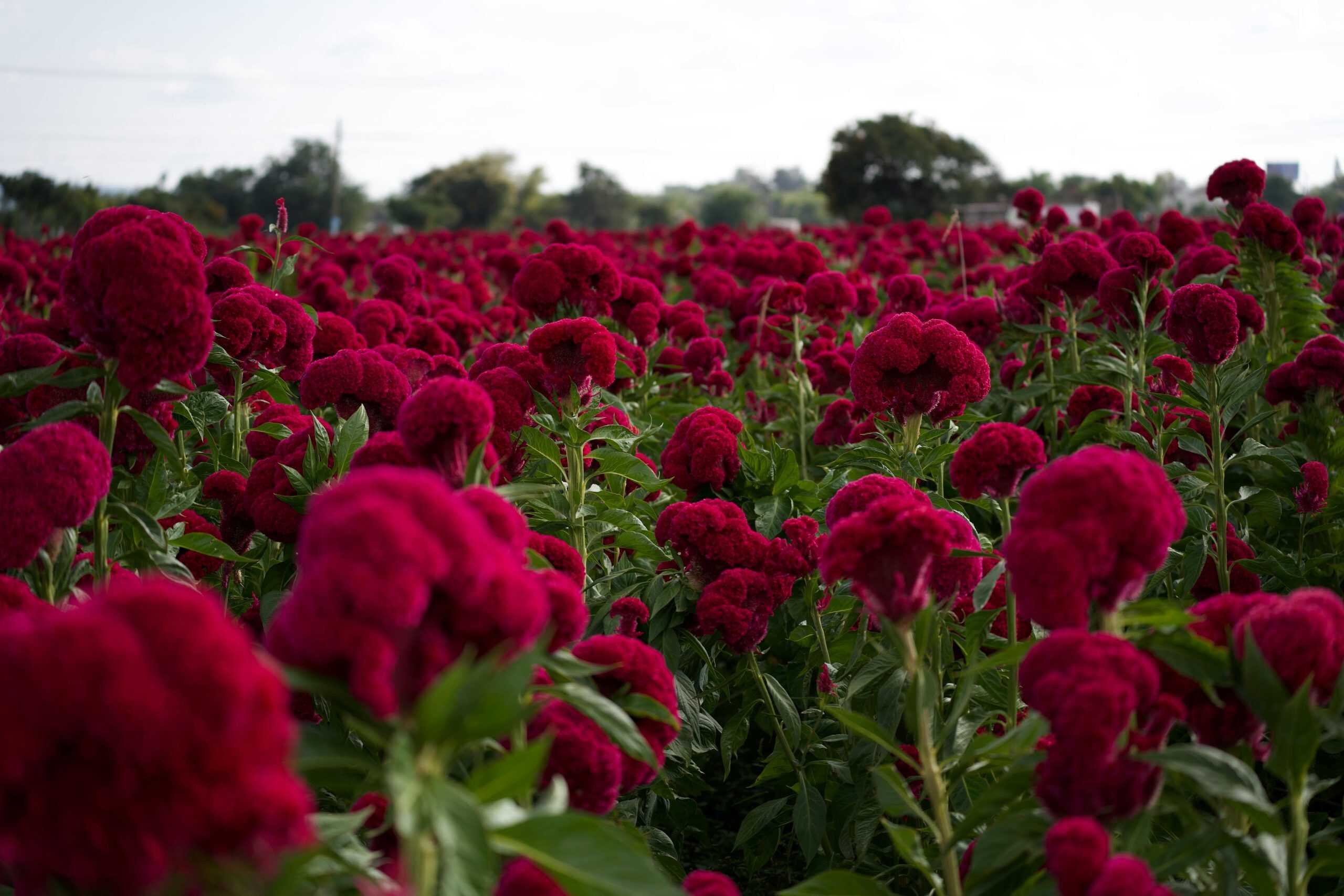 A lush field of vibrant celosia flowers under a clear sky, showcasing nature's beauty.