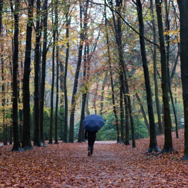 Person strolling through a serene autumn forest, surrounded by vibrant fall foliage.