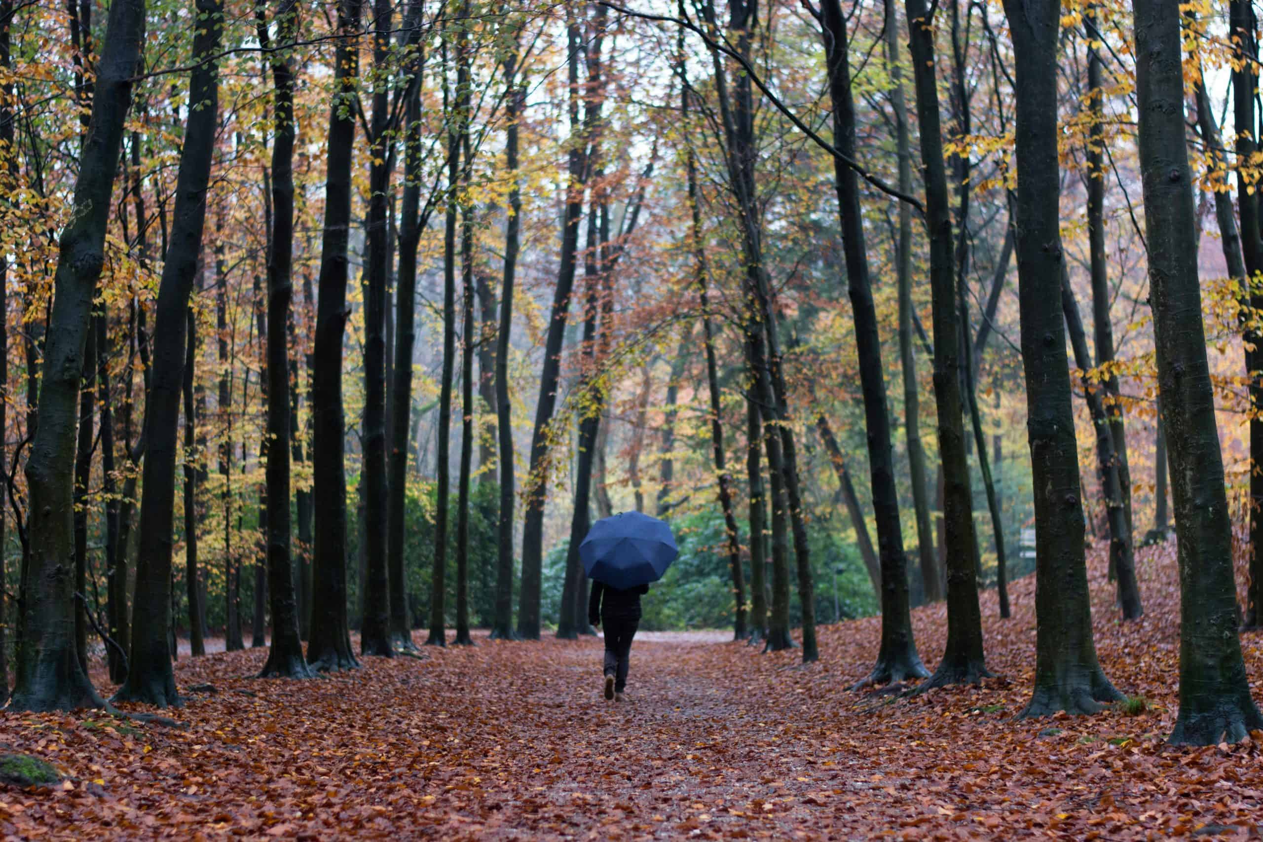 Person strolling through a serene autumn forest, surrounded by vibrant fall foliage.