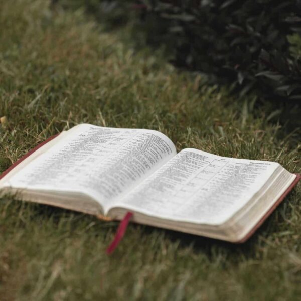An open Bible rests on a lush grassy field in Hamilton, New Zealand, creating a serene and spiritual ambiance, daily devotional