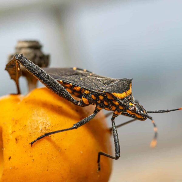 Chagas disease, Detailed macro shot of a Triatominae bug on a fruit in Jakarta.