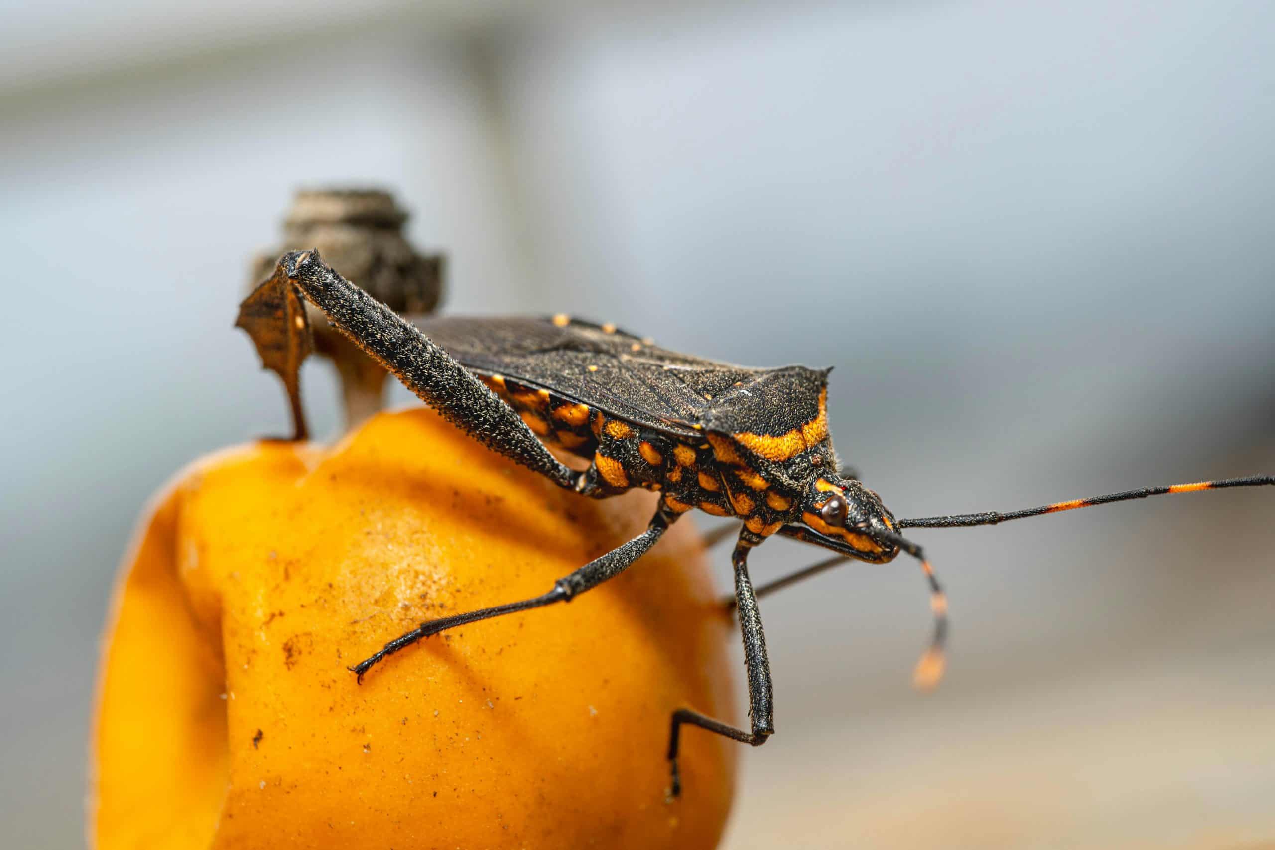 Chagas disease, Detailed macro shot of a Triatominae bug on a fruit in Jakarta.
