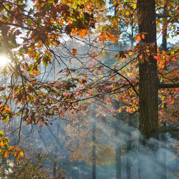 Fall destinations in the south for families Sunlight streaming through fall foliage in Hartwell, Georgia, creating a serene forest scene.