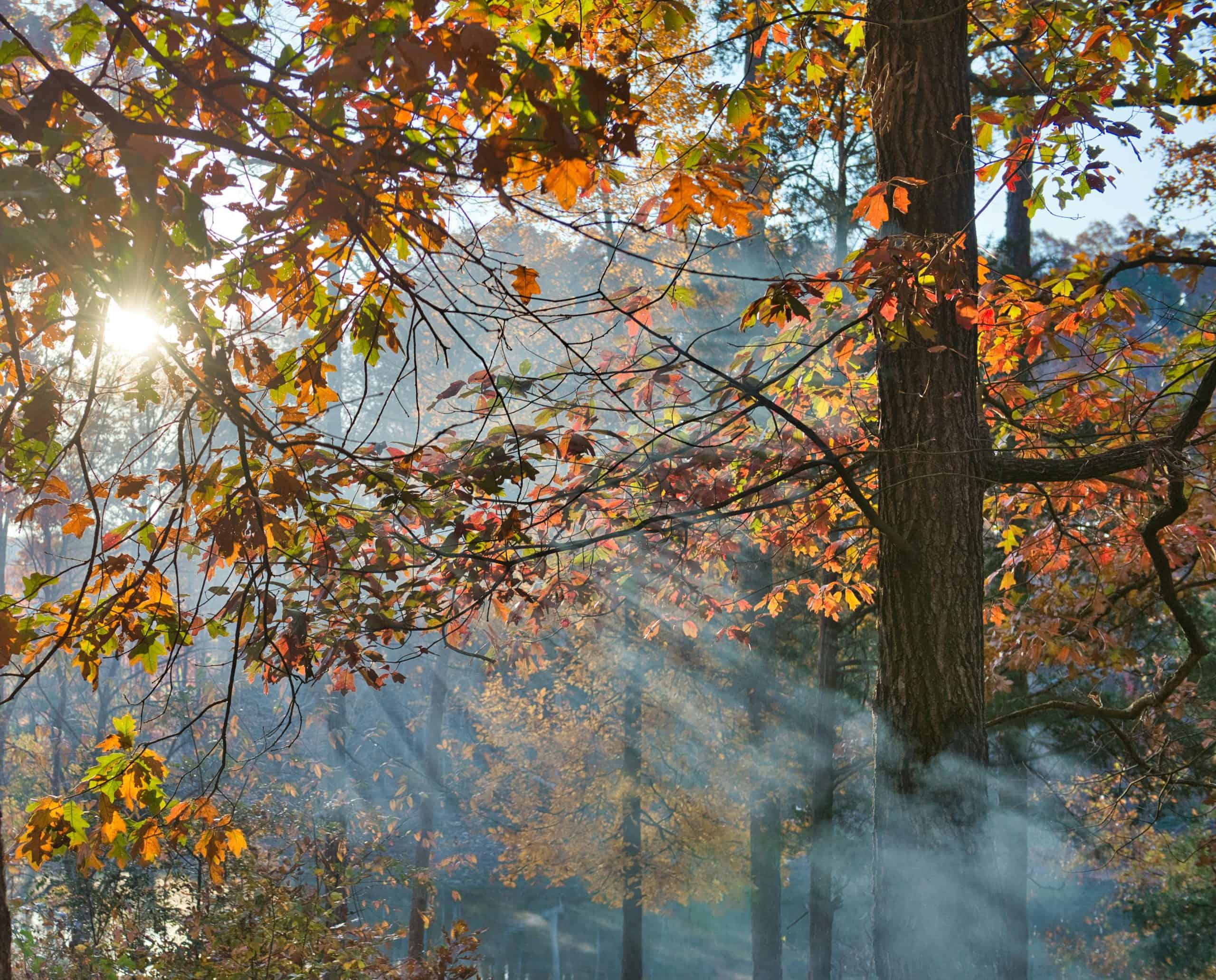 Fall destinations in the south for families Sunlight streaming through fall foliage in Hartwell, Georgia, creating a serene forest scene.