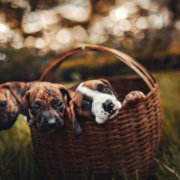 quality time, pets, Three cute puppies snuggled together in a wicker basket on grass, enjoying a sunny day.