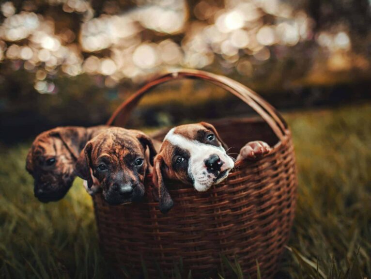 quality time, pets, Three cute puppies snuggled together in a wicker basket on grass, enjoying a sunny day.