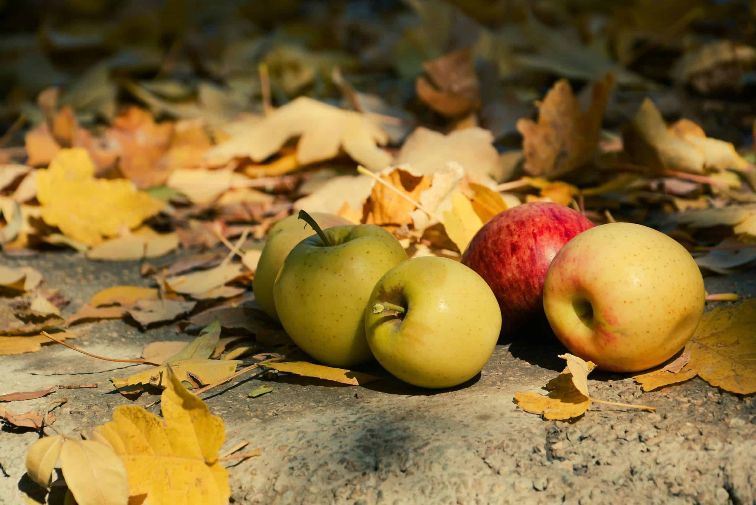 Fresh apples on the ground surrounded by vibrant autumn leaves, capturing the essence of fall.