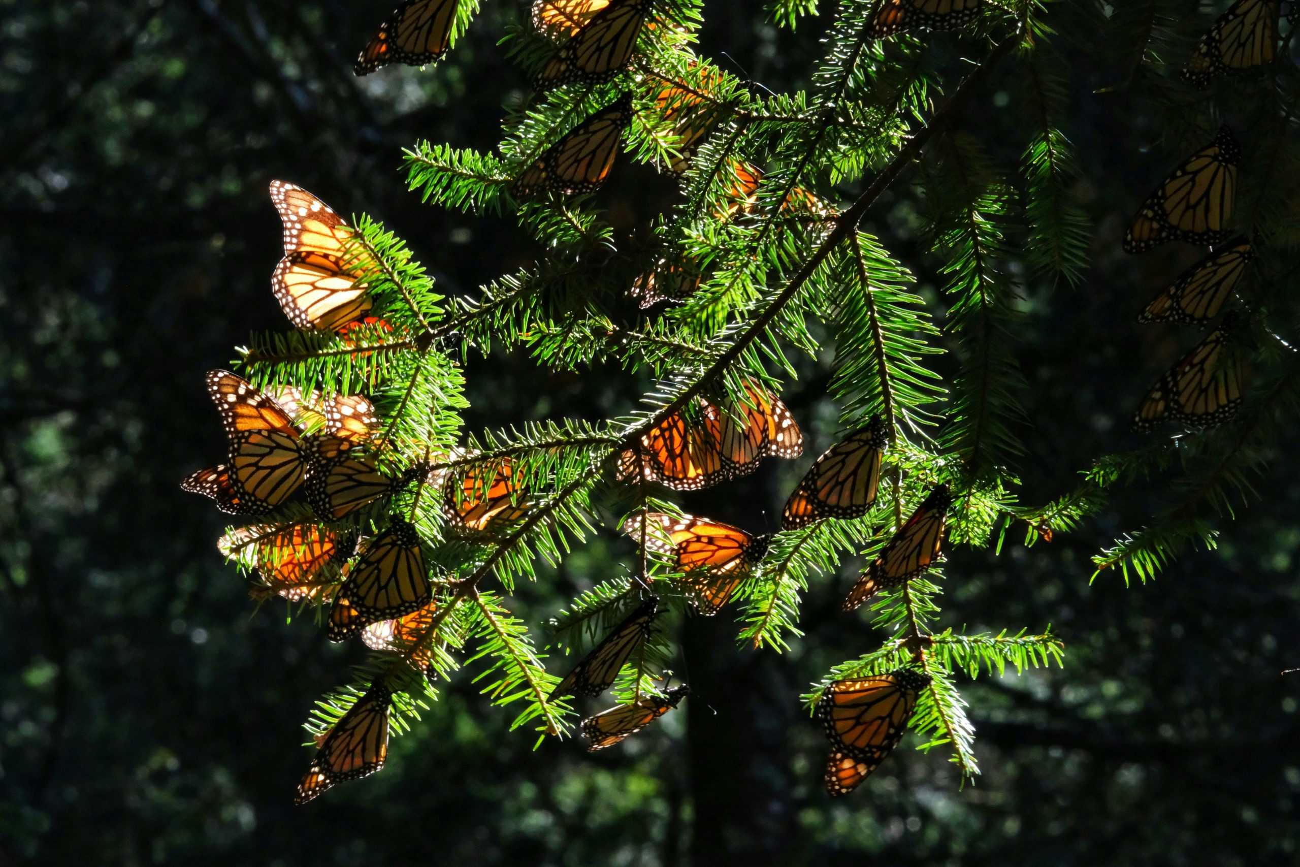 Monarch butterflies resting on evergreen branches in Santuario Mariposa Monarca, Mexico.