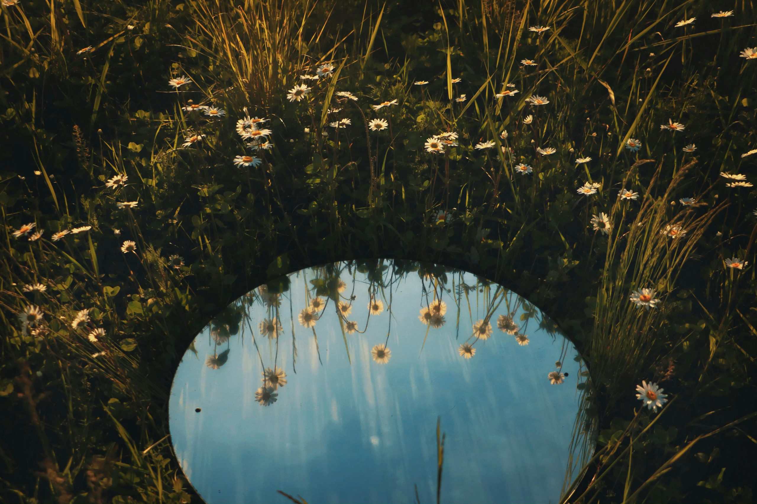 A tranquil scene of daisies reflected in a mirror, set amidst lush grass on a sunny day.