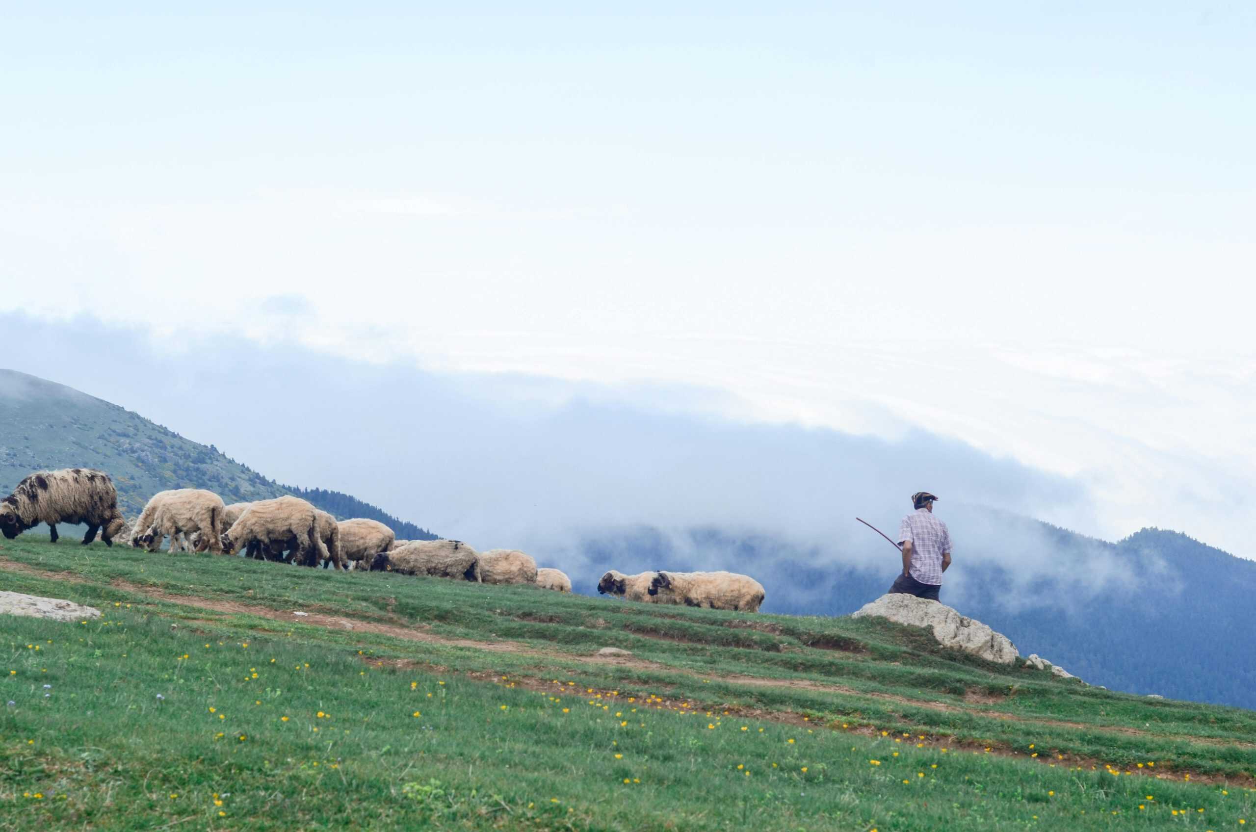 A serene rural landscape featuring a shepherd overseeing sheep grazing in misty hills. Daily devotion
