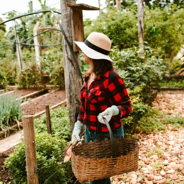 fall annuals, A woman in a hat and gloves tending to her garden with a basket among plants on a sunny day.