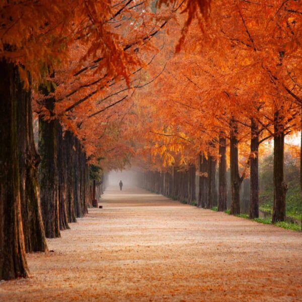 fall, autumn