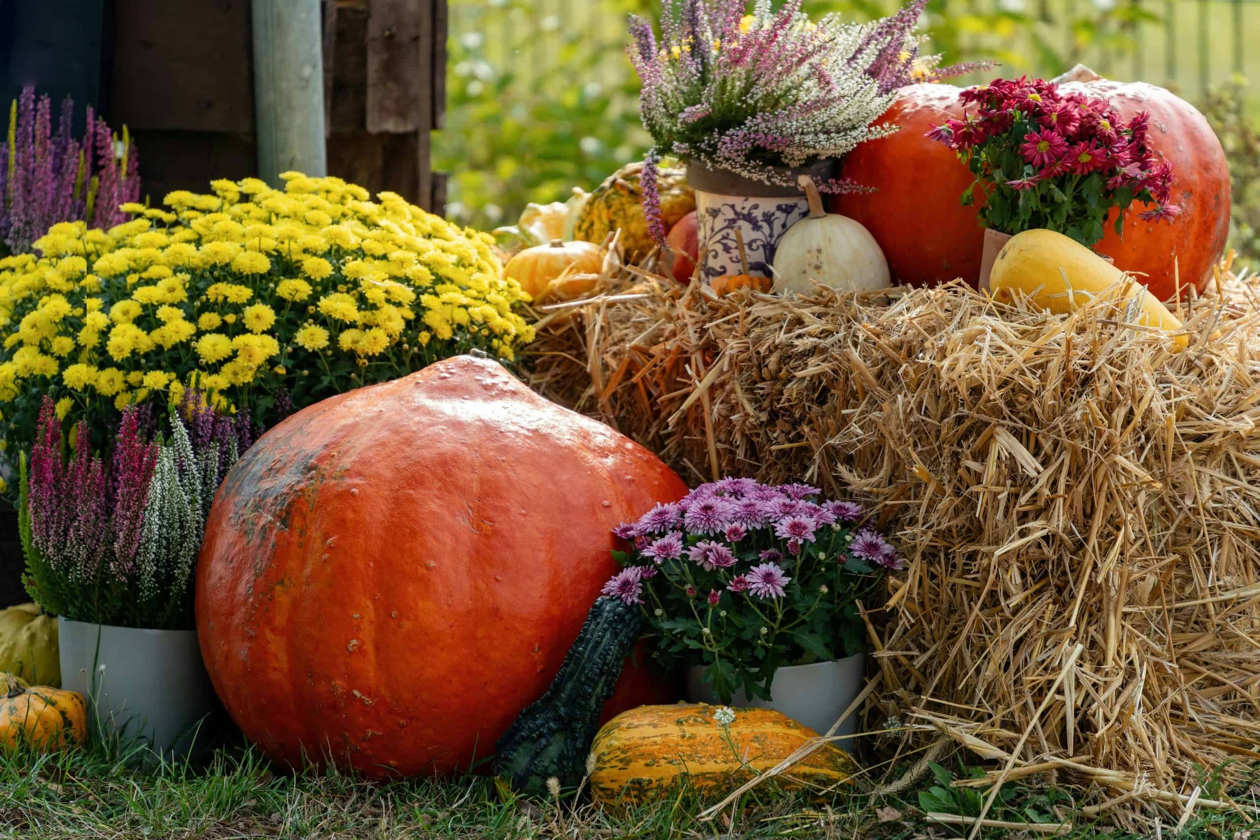 Vibrant autumn scene of pumpkins and flowers on a hay bale, perfect for harvest and fall themes.