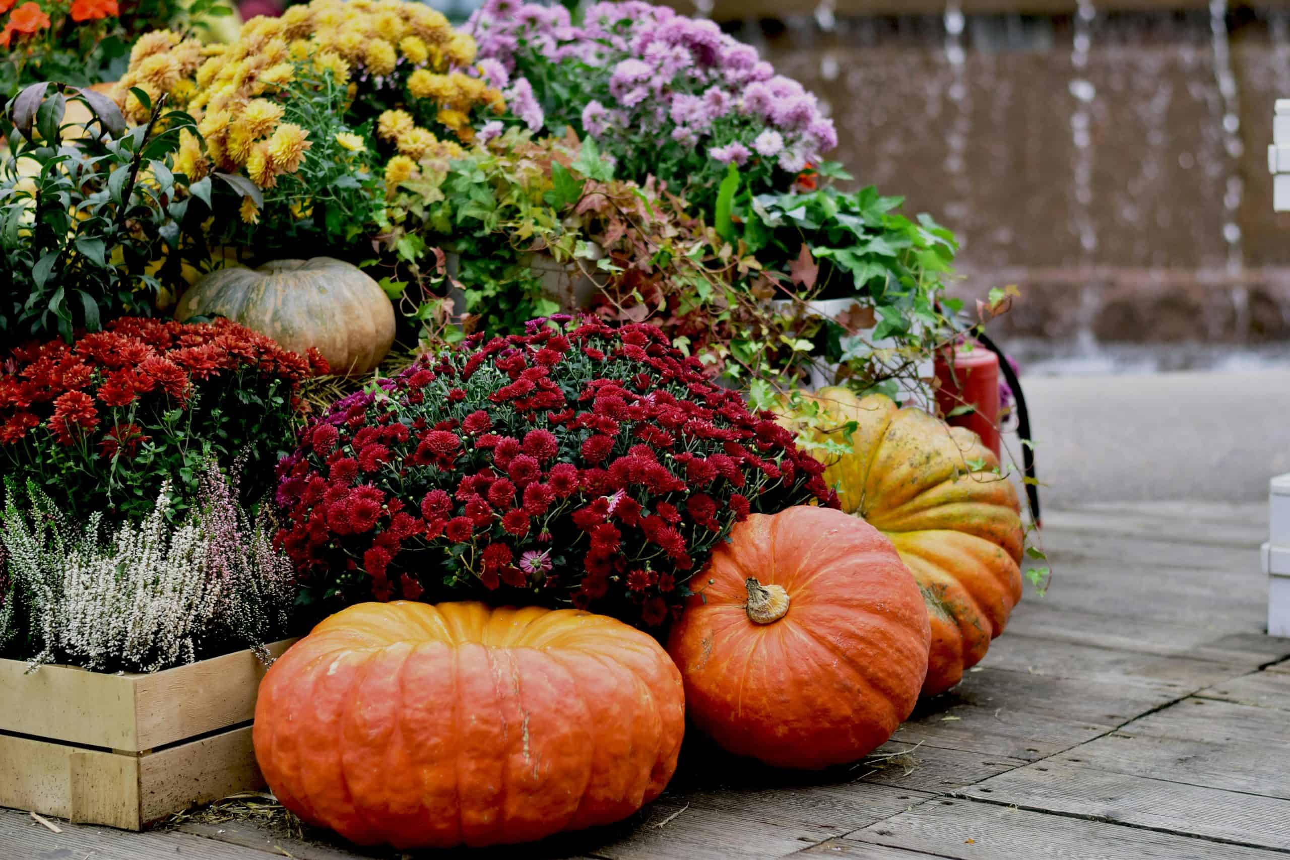 A vibrant autumn scene in Moscow with pumpkins and diverse flowers on a wooden platform.