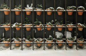 garder, fall, winter, Terracotta pots with evergreen plants covered in snow on a vertical rack during winter.