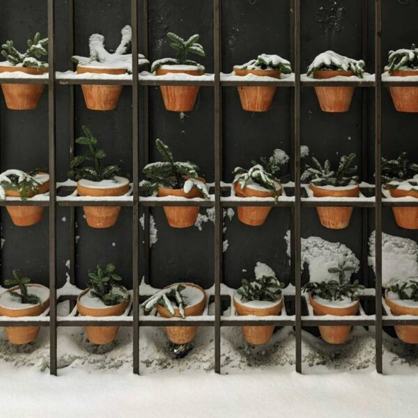 garder, fall, winter, Terracotta pots with evergreen plants covered in snow on a vertical rack during winter.