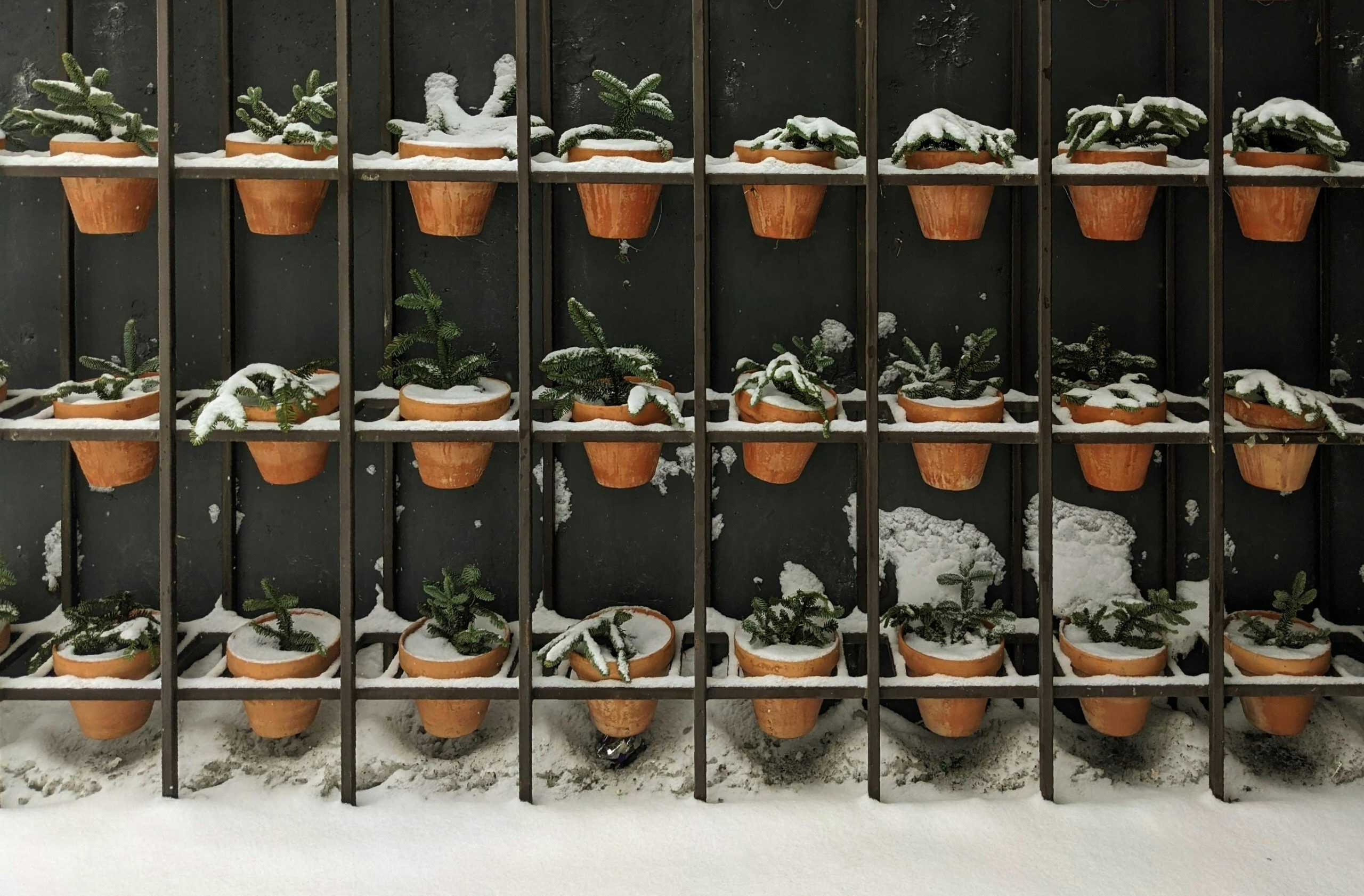 garder, fall, winter, Terracotta pots with evergreen plants covered in snow on a vertical rack during winter.