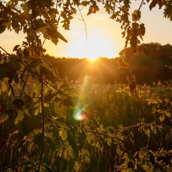 Capture of a stunning sunset through autumn leaves in a serene landscape. Mabon